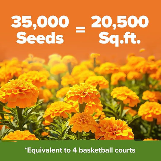 HOME GROWN Crackerjack Marigold Seeds | 4 oz / 35,000 Flower Seeds Planting Outdoor | Large Bulk Pack | 𝗡𝗢𝗡-𝗚𝗠𝗢 𝗨𝗦𝗔-𝗦𝗢𝗨𝗥𝗖𝗘𝗗, High Germination, Wildflower Seed | Companion Planting