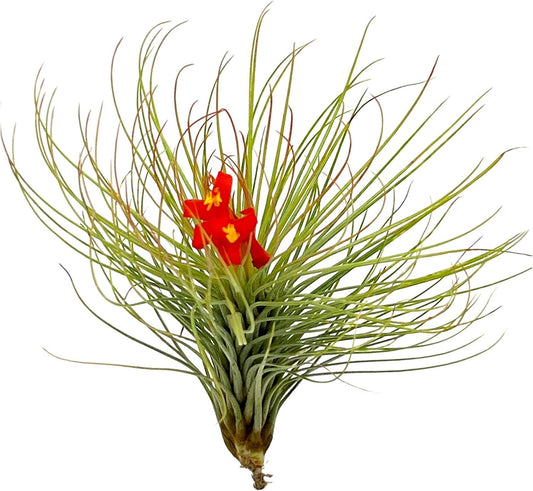 Air Plants - Tillandsia Andreana, Large 4-6" - 2ct - Live Arrival Gauranteed - House Plants for Home Decor & Gift