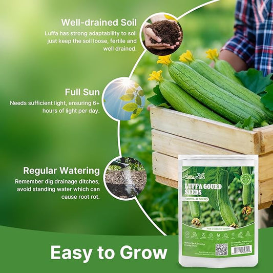 Luffa Gourd Seeds, 40 Non-GMO Heirloom Vegetable Seed, Planting for Outdoor Garden