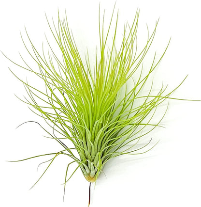 Air Plants - Tillandsia Andreana, Large 4-6" - 3ct - Live Arrival Gauranteed - House Plants for Home Decor & Gift