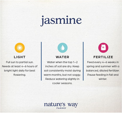 Nature’s Way Farms Jasmine Confederate Staked Outdoor Live Plant (18-24in Tall) in Grower Pot Comes Without Flowers