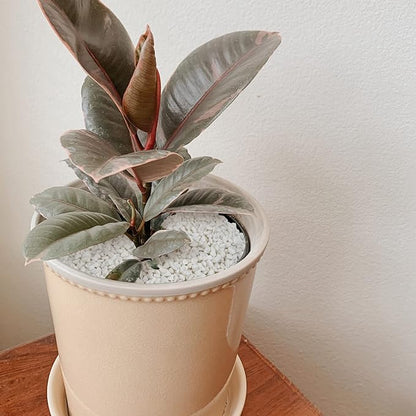 Mr. Fireglass 2lbs White Pebbles,1/5" Natural Decorative River Rocks Aquarium Gravel for Indoor Plants, Vases, Succulents and Outdoor Garden Landscaping