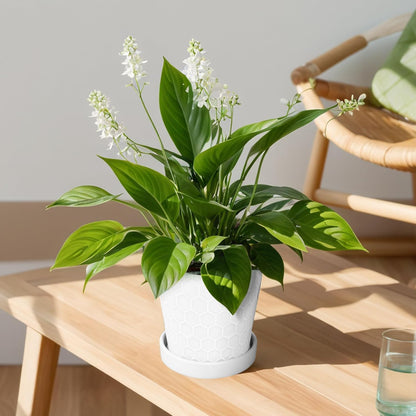 BUYMAX Plant Pots Indoor –6 inch Ceramic Flower Pot with Drainage Hole and Ceramic Tray - Gardening Home Desktop Office Windowsill Decoration Gift, Set of 2(White)