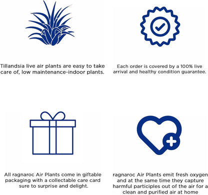 Air Plants - Odin Gift Box - 5ct - Live Arrival Guaranteed - House Plants for Home Decor & Gift