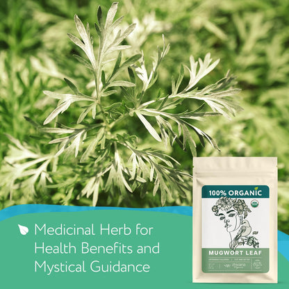 Mugwort Tea Organic Loose Leaf (4oz) – Mugwort Herb - Artemisia Hierba Seca Organica – Dried Mugwart Leaves