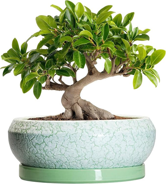 Bonsai Pots - 10 Inch Ceramic Succulent Pot with Drainage Hole and Plant Saucer, Succulent Planters for Indoor Outdoor, Round Planter Bowl, Shallow Planter, Home Decor, Gardening Gift, Green