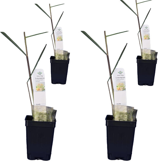 Lemongrass - Cymbopogon citratus. Live Plant. Fragrant, Fresh, Edible. Easy Grow. Indoor/Outdoor. (4 Lemongrass in Cup)