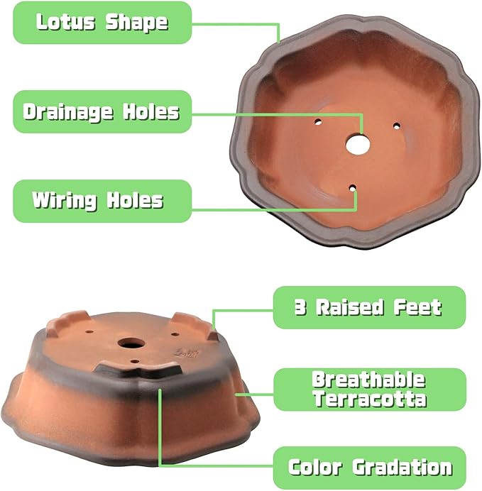 MUZHI 7.5” Unglazed Flower Shape Clay Bonsai Pot with Ceramic Saucer, Color Gradational Shallow Terracotta Planter for Tree Cactus Succulent Arrangement