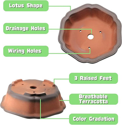 MUZHI 7.5” Unglazed Flower Shape Clay Bonsai Pot with Ceramic Saucer, Color Gradational Shallow Terracotta Planter for Tree Cactus Succulent Arrangement