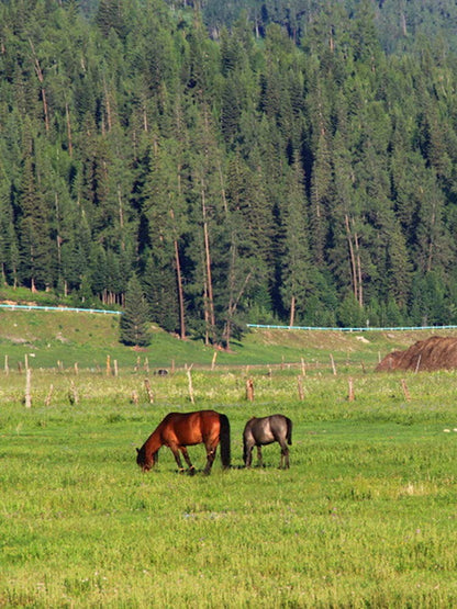 Electric Fence Polywire 656 Feet，200 Meter，6 Stainless Steel Strands for Reliable Conductivity and Rust Resistance，Portable Electric Fence Rope