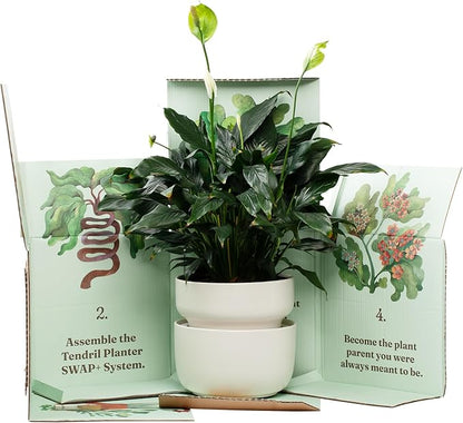Tendril The SWAP+ Self-Watering Planter | 10" Ceramic Indoor Pot with Air-Pruning Liner, Tools & Repotting Mat