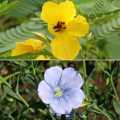 Ferry-Morse Pollinator Lover’s Mix Bulk Wildflower Seeds, 1lb