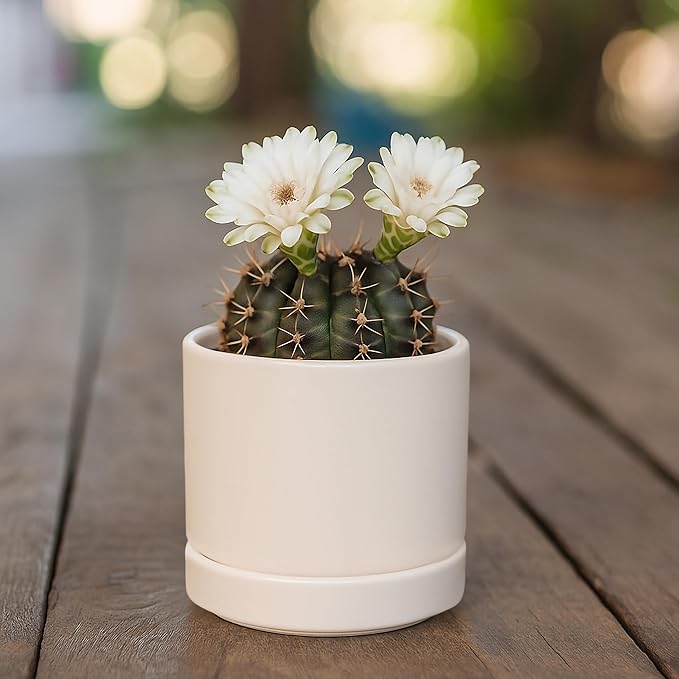 D'vine Dev Set of 2 Plants Pots, 3.5 Inch Ceramic Planter Pot for Plants with Drainage Hole and Saucer, Oatmeal, 94-V-A-8