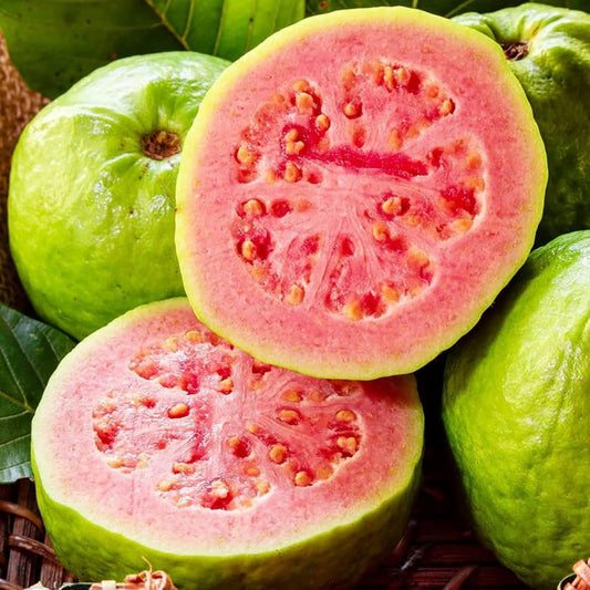 Guava Tree Live Plant, Pink Guava Trees, Guava Fruit Tree for Planting Indoor Outdoor Garden, 5 to 9 Inches Tall