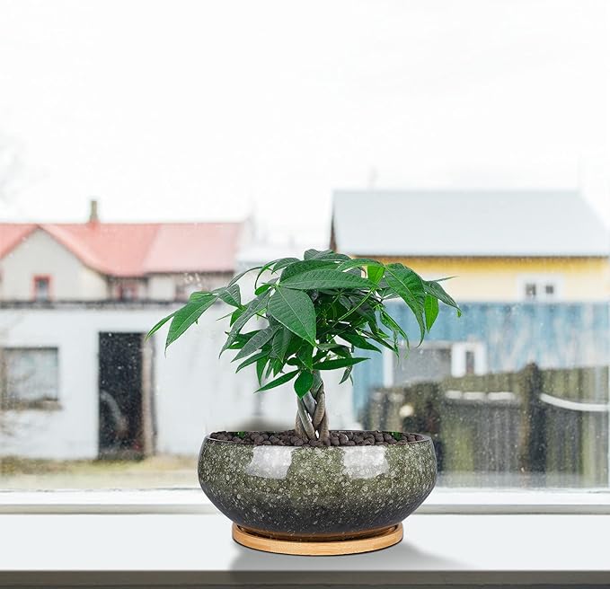 8 Inch Ceramic Bonsai Planter Pot, Glazed Shallow Succulent Planter with Drainage Hole and Bamboo Saucer for Indoor Plants, Brown