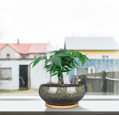 8 Inch Ceramic Bonsai Planter Pot, Glazed Shallow Succulent Planter with Drainage Hole and Bamboo Saucer for Indoor Plants, Brown