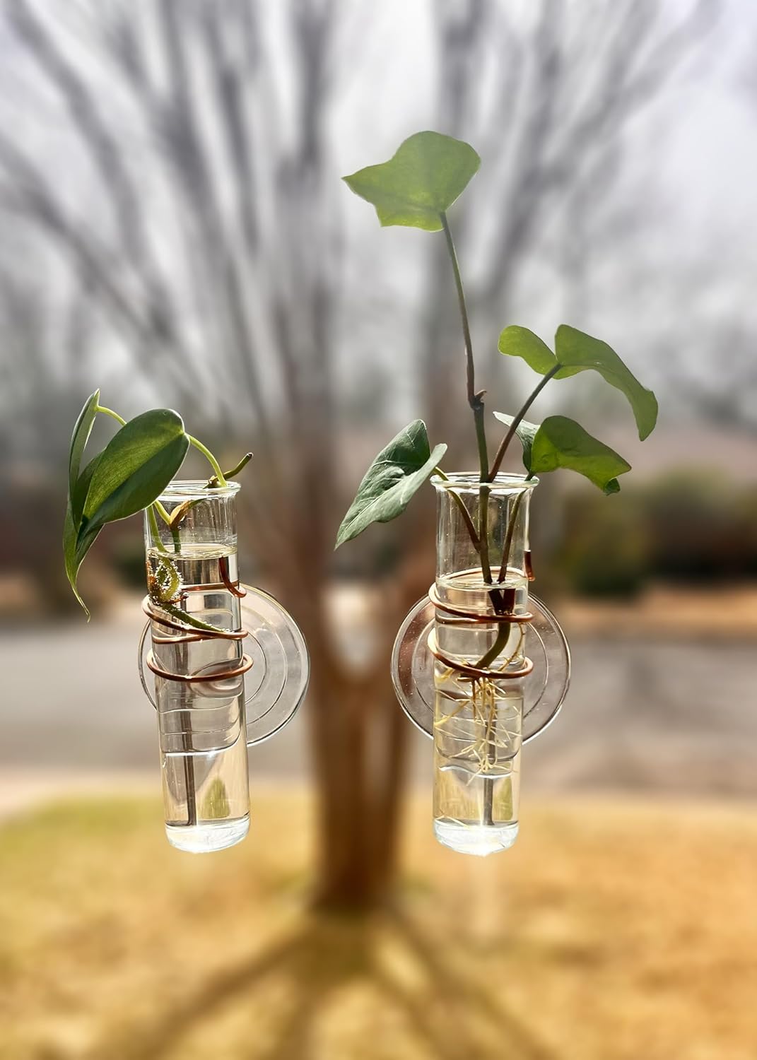 The Little Window Propagator | Window Propagation Station with Removable Glass Tubes, Indoor Plant Clippings, Cut Flowers, Herbs, Succulents | Home Decor | Plant Lover Gift (2)