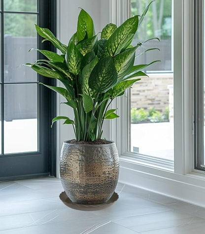 2 Pack of 14 inch Plant Saucer Plant Tray, Plastic Plant Saucer, Heavy Duty Plant Tray for Pots, Plant Saucers for Indoors Planter, Garden Water Plate Bowls for Gallon Grow Bags (Brown)