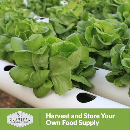 All The Year Round Lettuce Seed for Planting - 5 Packets with Instructions to Plant & Grow Adaptable Salad Greens in Your Home Vegetable Garden - Non-GMO Heirloom Variety - Survival Garden Seeds