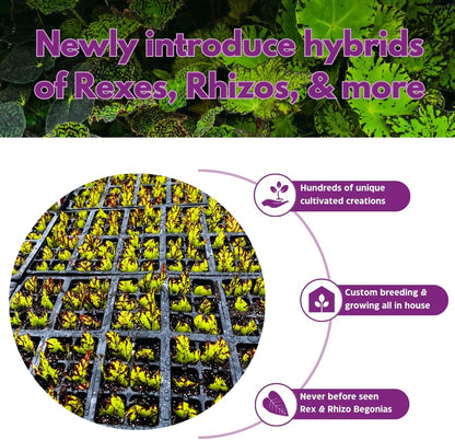 Mini African Violet Jolly Dear 2 inch Pink Flower