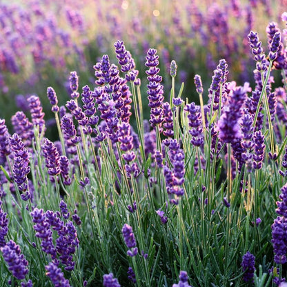 Set 2 Lavender Plants Live, Lavandula Perennial Flower Plants Indoor Outdoor, Well Rooted Plugs 3 to 5 Inch Tall to Grow (Provence Lavender)