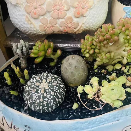 10 lbs Small Black Pebbles for Indoor Plants. 3/8 inch Decorative Black River Rocks for Succulent Potted Plant, Vase, Landscaping and Outdoor Garden Rocks