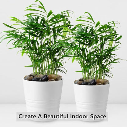 2lbs Pebbles for Indoor Plants, 1-2 Inch Mixed Color High Polished River Rocks Outdoor Decorative Stones Vase Filler Fish Tank Aquariums Landscaping Garden Outdoor and Indoor DIY