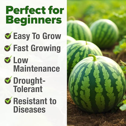 HOME GROWN 𝗨𝗦𝗔 𝗣𝗥𝗘𝗠𝗜𝗨𝗠 𝗢𝗥𝗚𝗔𝗡𝗜𝗖 Watermelon Vegetable Seeds (Crimson Sweet) – 15 Non-GMO, Heirloom Water Melon (7g) for Planting in Home Gardens or Beds Outdoors – Citrullus lanatus