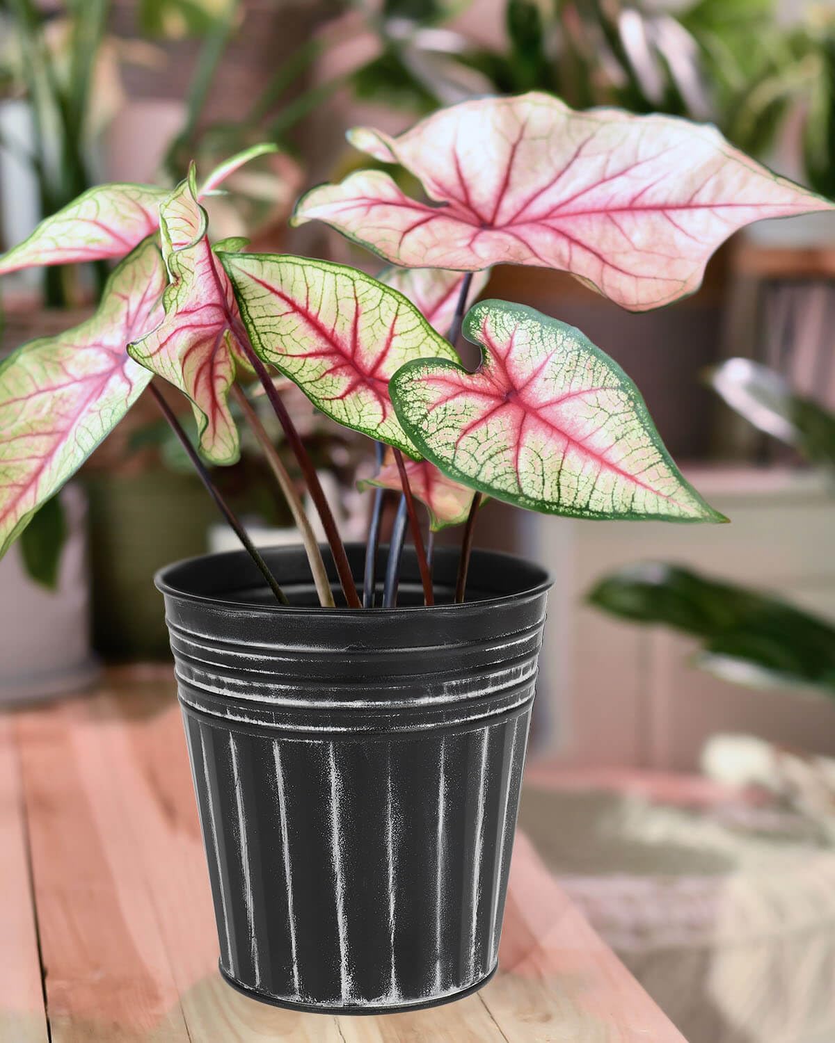 vensovo 7 Inch Black Metal Rustic Flower Pots - 6Pcs Medium Galvanized Planters with Drainage Hole and Rubber Plug, Rustproof Metal Bucket Plant Pots Farmhouse Vintage Style for Decor