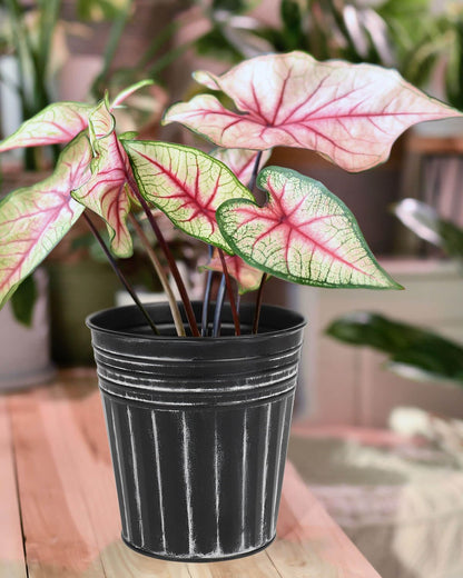 vensovo 7 Inch Black Metal Rustic Flower Pots - 6Pcs Medium Galvanized Planters with Drainage Hole and Rubber Plug, Rustproof Metal Bucket Plant Pots Farmhouse Vintage Style for Decor