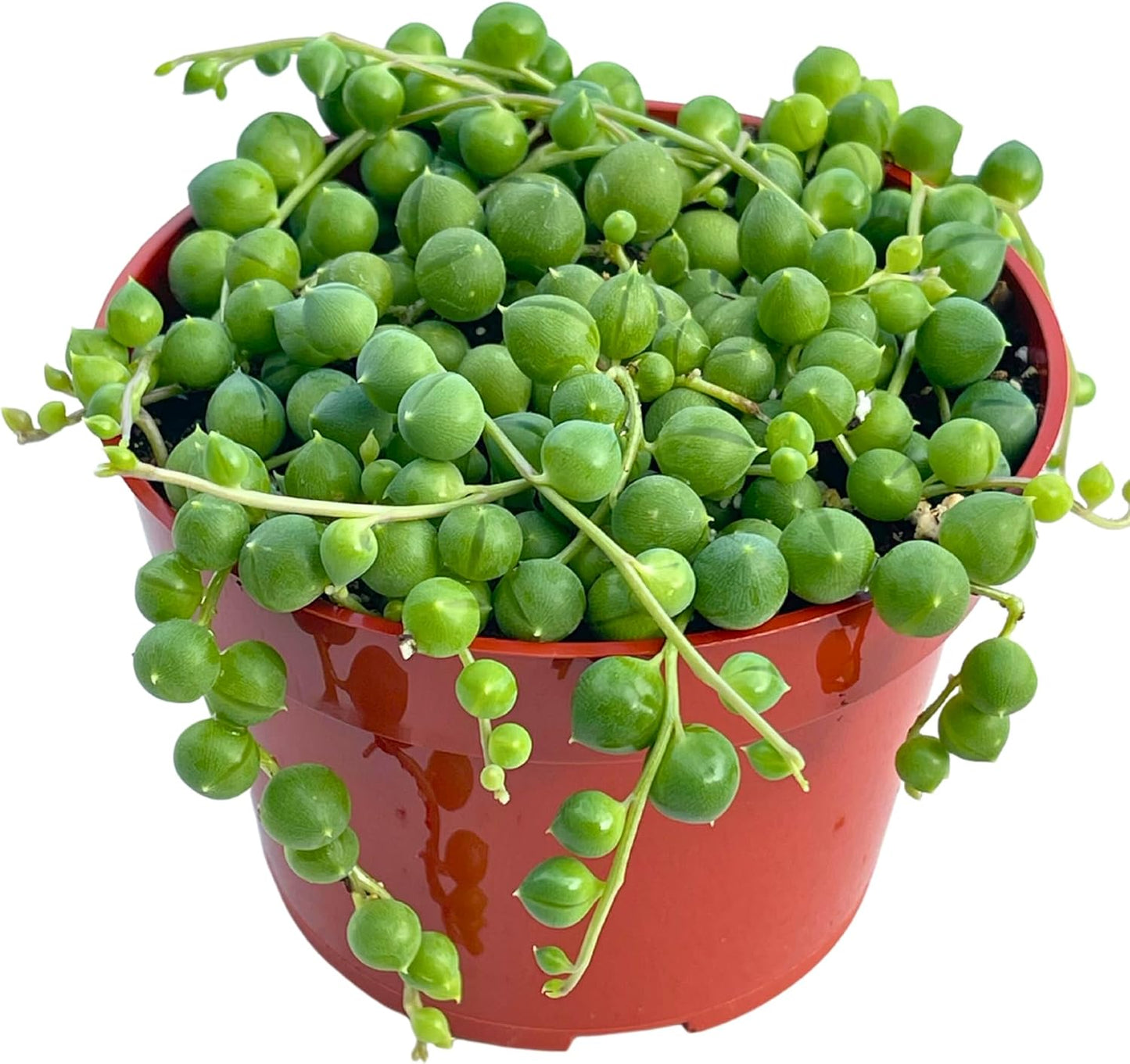 Live Succulent (4" String of Pearls), Succulents Plants Live, Succulent Plants Fully Rooted, Rare House Plant for Home Office Decoration, DIY Projects, Party Favor Gift by The Succulent Cult