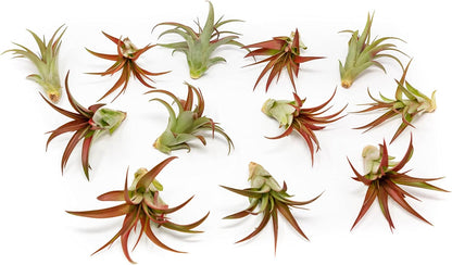 12 Pack Air Plants Red Abdita Tillandsia - Medium Air Plants Live Variety Pack - Live Succulent House Plant - Home Holders and Garden Decor - Easy Care Indoor and Outdoor Plants