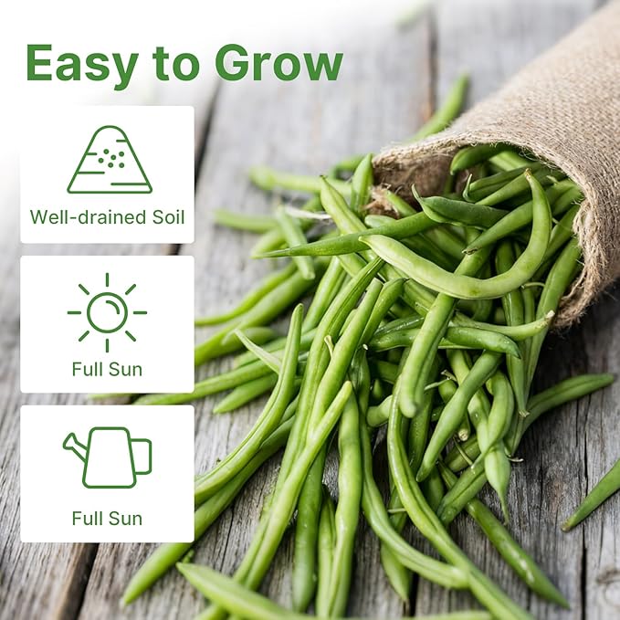 Contender Bush Green Bean Seeds, Approx 13g - Non-GMO Heirloom Green Beans Planting for Outdoor Home Vegetable Garden