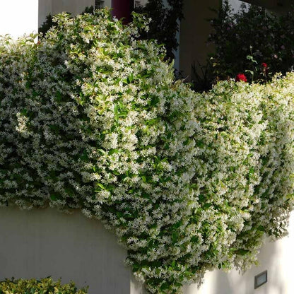 2 Night Blooming Jasmine Plants Live, Climbing Jasmine Indoor Outdoor Live, Fragrant, 5-9" in Tall, No Pot, Hardy and Fast-Growing