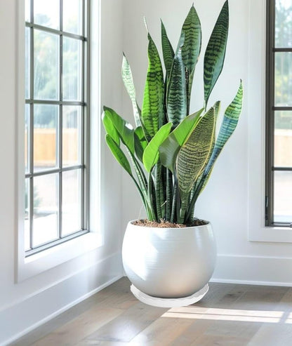 4 Pack of 16 inch Plant Saucer, Depth Large Plant Tray, Heavy Duty Plant Trays for Indoors no Holes, Plastic Pot Tray for Planter (White)