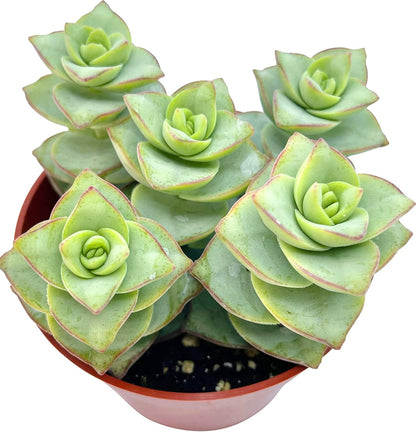 Live Succulent 4" Crassula Perforata Ivory Towers, Succulents Plants Live Fully Rooted House Plant for Home Office Decoration, DIY Projects by The Succulent Cult