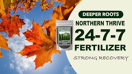 Fertilizer Commercial Grade | Northern Thrive 24-7-7 | 3 Pounds | Granular Controlled Release Feed | High Nitrogen Formula for Woody Ornamentals | Shrubs Trees Foliage Growth Beds Borders Landscapes