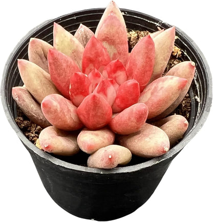 Sprout N Green Echeveria Goldfish, Rare Live Succulent Plant Fully Rooted in 2" Planter with Soil, Home Office Indoor Outdoor Wedding Decoration DIY Projects Party Favor