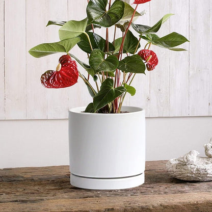 Ceramic Plant Saucer Pot Tray 12 Inch, Planter Saucers 4 5 6 7 8 9 10 11 12 Inch for Indoors Outdoor, Durable Sturdy Flower Drainage Tray for Glazed Pots Base (12.5 Inch-White)