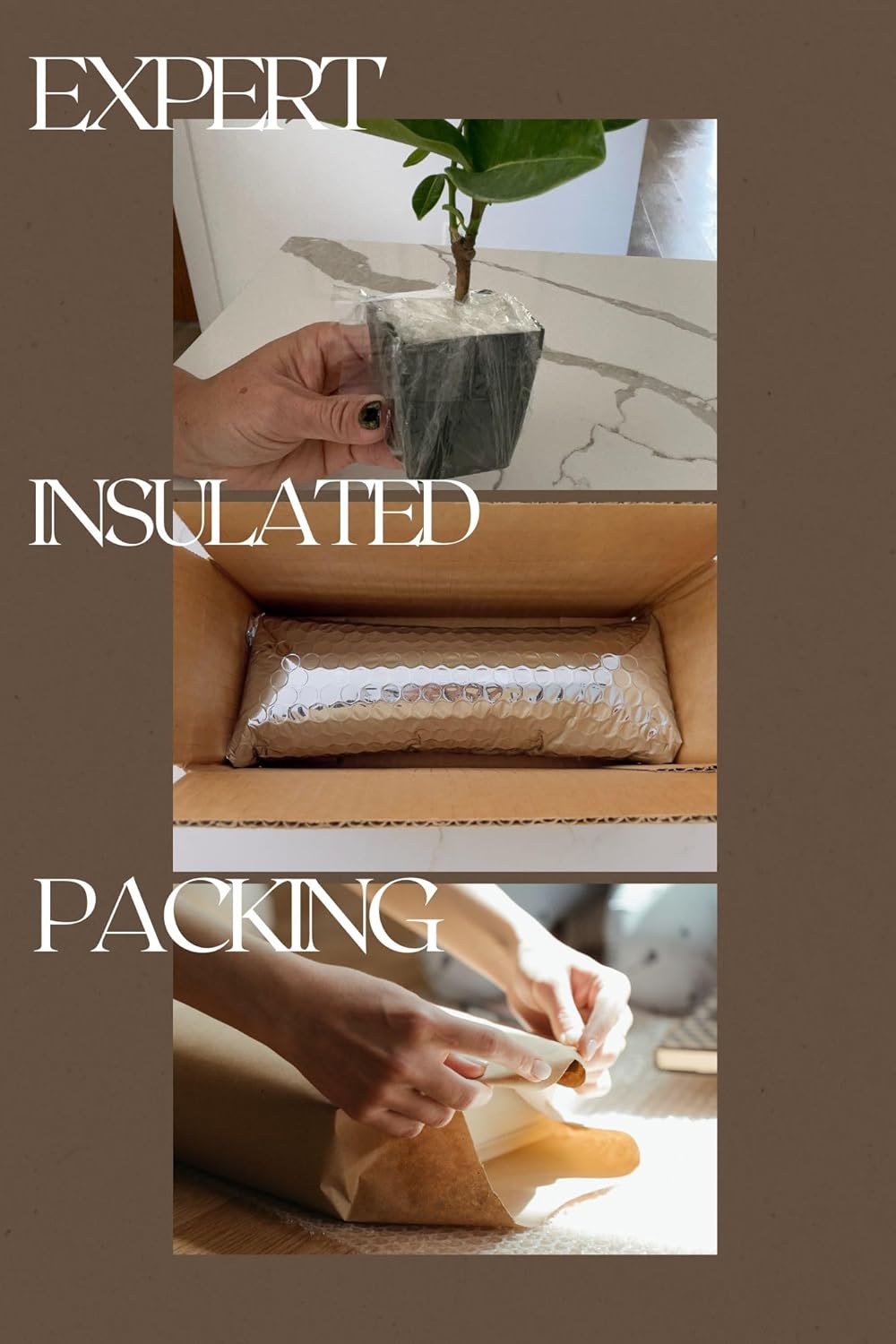 Pink Jasmine Vine Starter Plant | Jasminum Polyanthum | 2 inch Pot