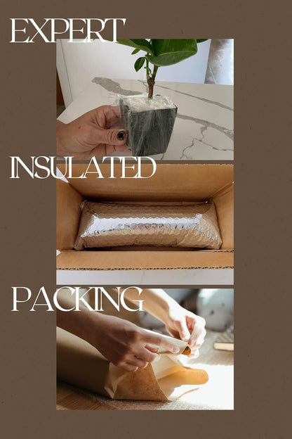 Pink Jasmine Vine Starter Plant | Jasminum Polyanthum | 2 inch Pot