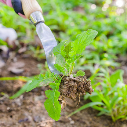 Berry&Bird Hand Weeder Tool, Stainless Steel Gardening Weed Puller, 12.1" Manual Weeding Removal Cutter Tool with Ash Wood Handle for Planting, Weeding, Flower & Vegetable Care in Garden Lawn Yard