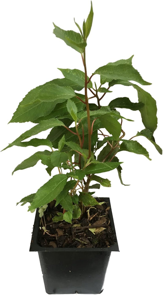 3 Hardy Kiwi Plants- 2 Ken's Red, and One Male Pollinater-All in 4 Inch Cups/Kiwi Aruguta- Awesome, Healthy Starter Plants!