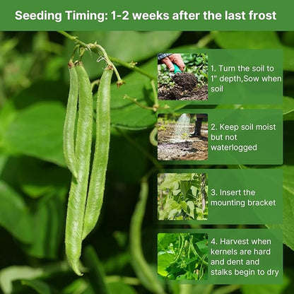 Contender Bush Green Bean Seeds, Approx 13g - Non-GMO Heirloom Green Beans Planting for Outdoor Home Vegetable Garden