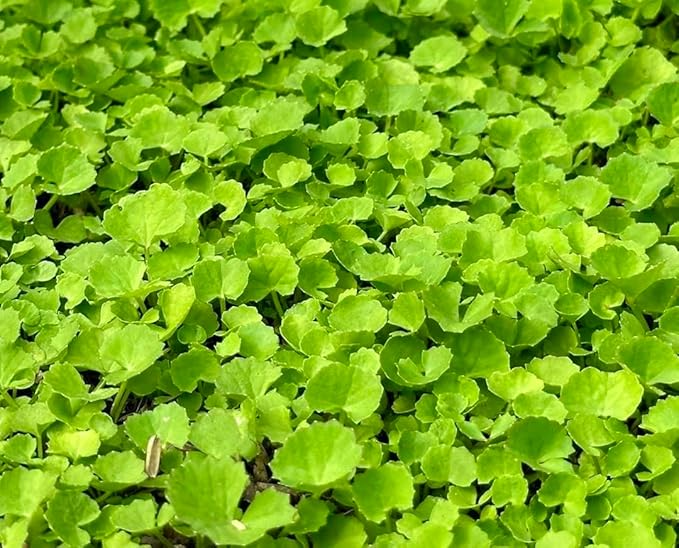 1200 Centella Seeds – Gotu Kola, Rau Má, Centella Asiatica, Asiatic Pennywort, Indian Pennywort, Brahmi, Mandukaparni – Non-GMO, Heirloom – Vegetable Seeds for Yard & Garden