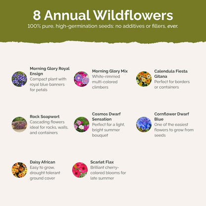 Eden Brothers Royal Meadow Flower Mixed Seeds for Planting, 1 lb, 480,000+ Seeds with Morning Glory, African Daisy | Attracts Pollinators, Plant in Spring or Fall, Zones 3, 4, 5, 6, 7, 8, 9, 10