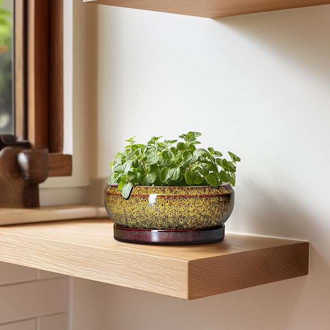 Small Bonsai Pots - 6 Inch Ceramic Succulent Planters with Drainage Hole and Saucer, Shallow Round Planter Indoor Outdoor, Cactus Succulent Pots, Living Room Decor, Plant Lover Gift, Yellow