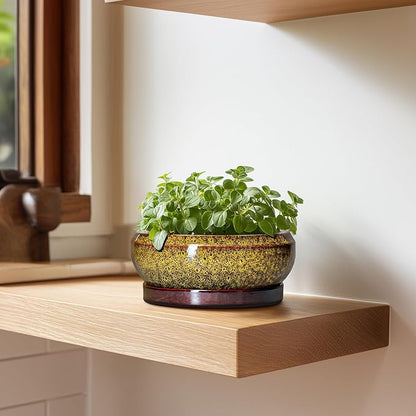 Small Bonsai Pots - 6 Inch Ceramic Succulent Planters with Drainage Hole and Saucer, Shallow Round Planter Indoor Outdoor, Cactus Succulent Pots, Living Room Decor, Plant Lover Gift, Yellow