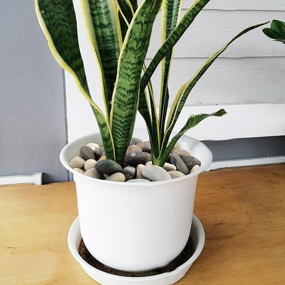 20 lbs River Rocks for Plants, 1-2 Inch Decorative Pebbles Stones for Landscaping Garden Painting Crafting Walkways and Outdoor Yard