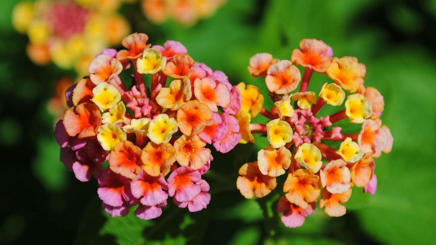 Lantana Confetti | 30 Live Plants | Lantana Camara | Colorful Garden Shrub | Drought Tolerant Perennial Plants